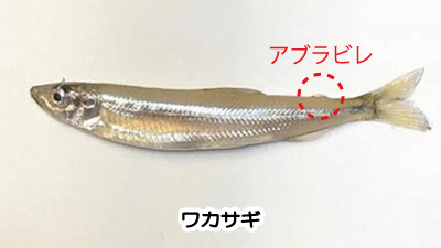 ウグイ,ハヤ,ワカサギ,違い,見分け方,画像2