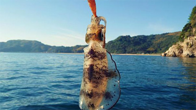 アオリイカ,釣り,エギング,何回,しゃくる,画像