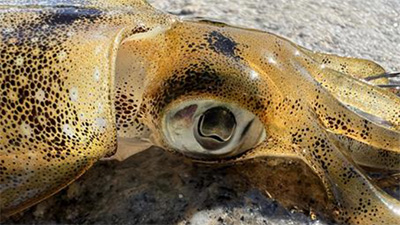 アオリイカ,釣り,エギング,何回,しゃくる,画像2